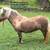 Beautiful silver dapple mare 2 thumbnail