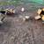 Chicken flock 3 thumbnail