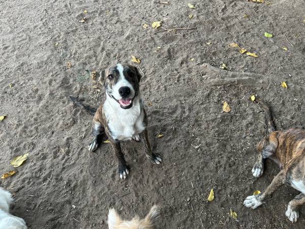 Perros buscando un buen hogar (Madera)63798821649793122