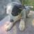 Heelers 2 thumbnail