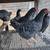 Pullet Chicks & Juveniles 5 thumbnail