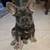 Boy Frenchie 1 thumbnail
