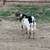 Nigerian Dwarf Bucks 1 thumbnail
