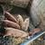 Feeder pigs 1 thumbnail