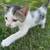 Kitties 1 thumbnail