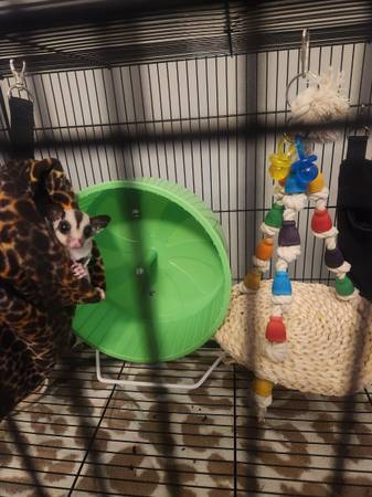 Sugar Glider (Montgomery)64032192789762122