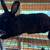 Rabbit 4 thumbnail