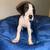 Great dane puppies 1 thumbnail