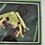 Frog Print in Gold Frame / Mats - Use with Photo or Art 18 X 16-1/2 5 thumbnail