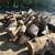 FREE Firewood 3 thumbnail