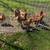 Started Pullets / Coop Ready Hens (Novogens & White Rocks) 5 thumbnail