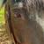 TWH GELDING 8 thumbnail