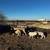 dorper rams 5 thumbnail