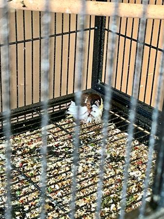 Finches (Macedonia)63688376344961120