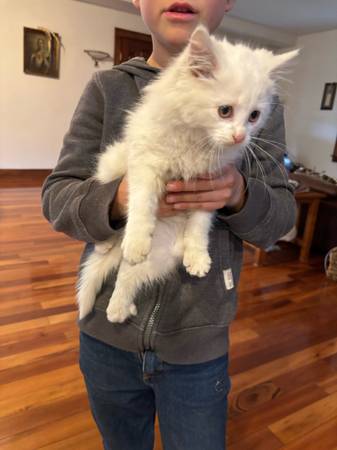 Rehoming 2 Kittens White/B&W (Saint Stephen)64678711943683123