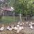Ducks and Geese 3 thumbnail