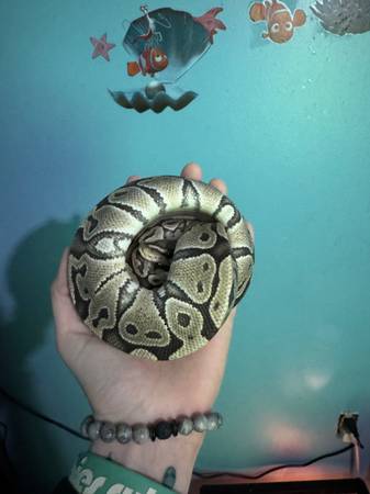Ball python 1