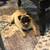Full blooded pug 3 thumbnail