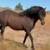 Peruvian Paso Purebred,stud 6 yrs old,for sell 1 thumbnail