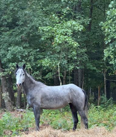 4yr old gray mare mustang (Rothbury)63910107274754121