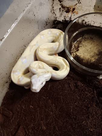 Baby Boas (Waynesville)63664515490433120