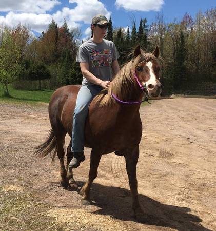 ISO: gelding 1