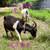 Open Nigerian Dwarf Does 2 thumbnail