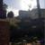 Tree service and garden 8 thumbnail