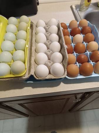 Fresh eggs 1