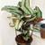 Healthy plant in a pot 1 thumbnail