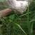 Splash Ameraucana chicks 4 thumbnail