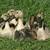 Organically raised Welsh Harlequin drake ducklings, born 6/30/25 3 thumbnail