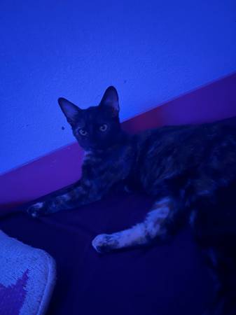 rehoming (chico)63972435151490122