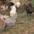 LAYING HENS CHICKENS Hen chicken 4 thumbnail