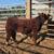 Club calves and show cattle 1 thumbnail