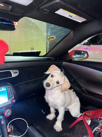 Adorable schnoodle puppy 1