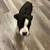 Pit /  bully puppy 4 thumbnail