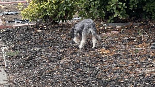 Roaming small dog (cupertino)63935759675651120