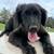 3puppies  black labradoodle females 3 thumbnail