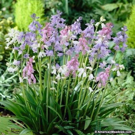 Field Hyacinth Bulbs 1