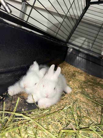 Baby bunnies lionhead (Houston tx 77040)63859318029569122