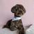 Dog Grooming (Pooch Bar) 8 thumbnail
