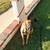 Male Belgian malinois 8 thumbnail