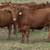 Red Angus Replacement Heifers 1 thumbnail