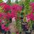 Bougainvillea 3 thumbnail