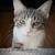 Local Pet Care Independent Contractor NEEDED (Visits/Walks+) ~$26/hr 3 thumbnail