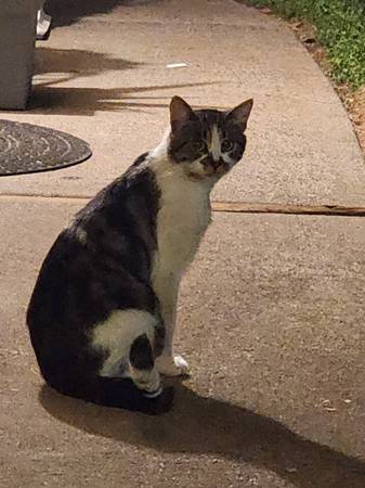 Lost or Abandoned Cat (Auburn)63881395145985124