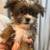 Shorkie puppies 1 thumbnail