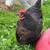 Ivory Sasso Lavender Orpington hens 1 thumbnail