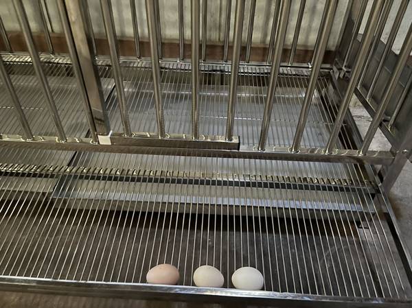 Stainless steel cage for hens and ducks - $18063471082968193122